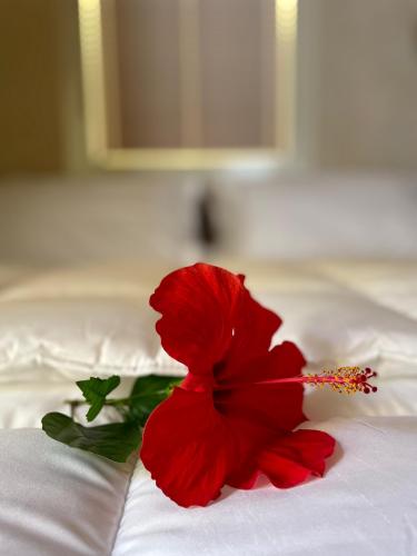 whatsapp_image_2024-09-30_at_20